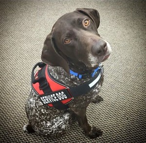 Meet Sage, our newest service dog 