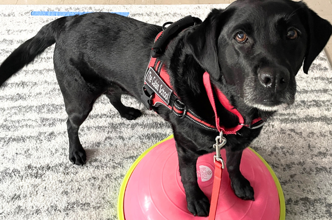 Star, Calais School’s Black Labrador Retriever has been an essential part of their award winning therapy dog program.